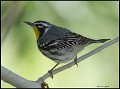 _7SB4049 yellow-throated warbler